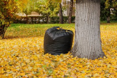 Geri dönüşüm için yapraklı çanta. Güneşte sonbahar yaprakları. Açık havada. Sonbahar parkı. Renkli sonbahar manzarası.