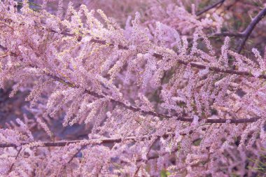 Tamarix ramosissima beyaz ve pembe yapraklarla çiçek açıyor. İlkbahar, doğanın bulanık arka planı. Anneler günü için tebrik kartı. Lanet park..