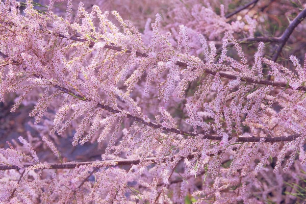 Tamarix Ramosissimaは白とピンクの花弁で開花しています 春の自然を背景にぼやけている 母の日の挨拶カード 開花公園 — ストック写真