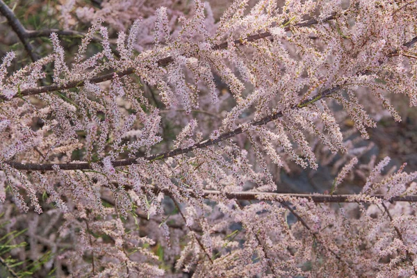 春の自然を背景に バイオレットボケ 白い明るい花弁で咲くタマリクスラモシマの花 母の日の挨拶カード 開花する庭 — ストック写真