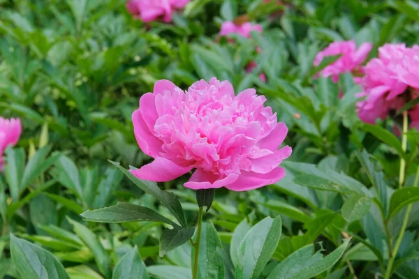 Peonies Growing Park Herbaceous Shrubby Plant Cultivated Its Showy Flowers — Stock Photo, Image