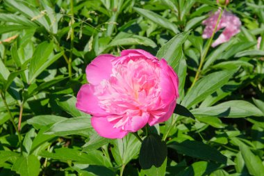 Şakayıklar serada yetişiyor. Bitki örtüsü ya da çalılık, gösterişli çiçekleri için yetiştirilmiş..
