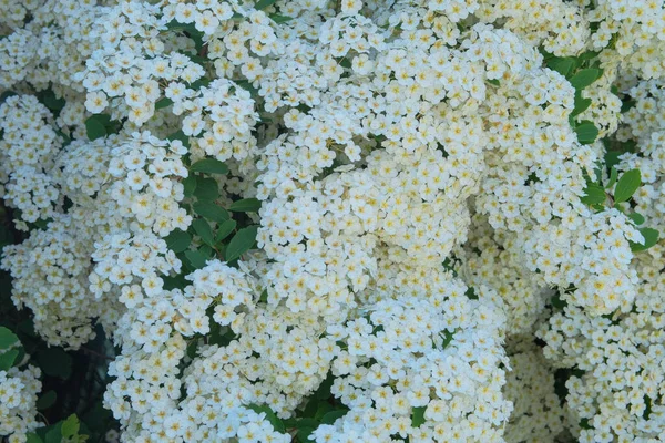 Bird Cherry Flowers Flowering Shrubin Garden White Blooming Bush Landscape — Stockfoto