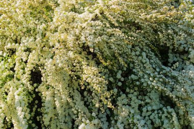 Çiçek açan beyaz çalılar. Kuş kirazı çiçekleri. Manzara ve romantik dekoratif çalı. Güneş ışığı.