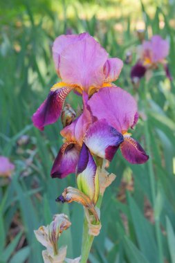 Iris parkta yetişiyor. Mor ya da leylak bitkisi, gösterişli çiçekleri için yetiştirilir..