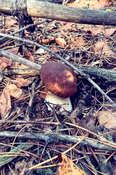Boletus Edulis Forest Mushroom Autumn Forest — Stock Photo, Image