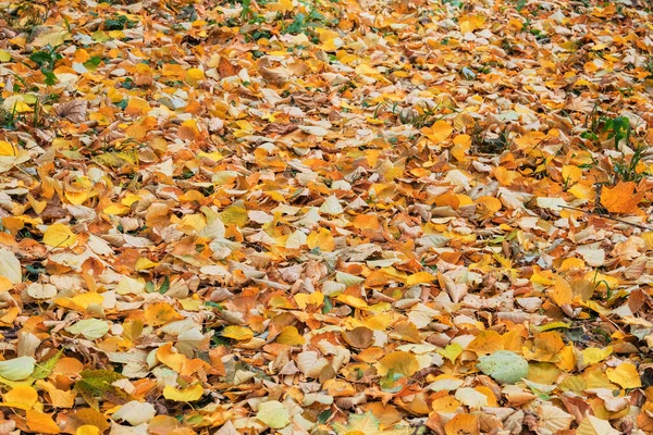 Golden Leaves Ground Autumn Season City Autumn Park Outdoor Foliage — Stock Photo, Image