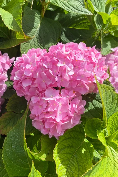 Hortensia Flowers Blooming Landscaping Decoration Spring Summer Season Spring Background — стоковое фото