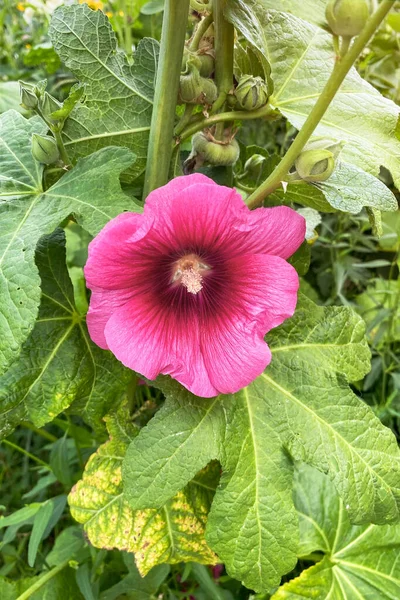 Alcea Rosea Blooming Wild Flowers Meadow Rustic Style Composition Nature — 스톡 사진