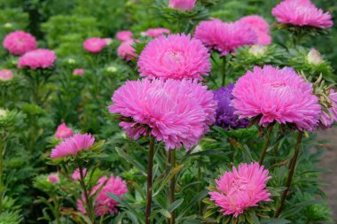 Asters in gardening nursery. Natural blooming background. Pink ornamental flowers.
