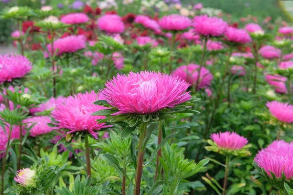 Asters Gardening Nursery Natural Blooming Background Pink Blossoming Flowers — Fotografia de Stock