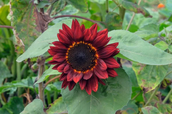 Sunflowers Growing Rustic Garden Open Ground Flat Bed Garden Farming — Foto de Stock