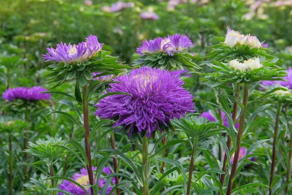Asters Gardening Nursery Natural Blooming Background Purple Blooming Flowers — Stockfoto