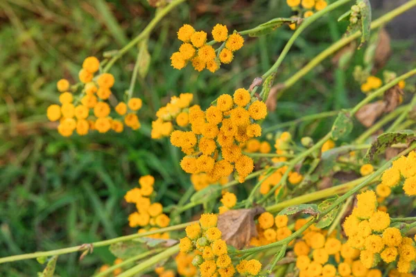 Φαρμακευτικό Βότανο Helichrysum Λουλούδια Στη Φύση Θολή Φόντο Πολλά Κίτρινα — Φωτογραφία Αρχείου