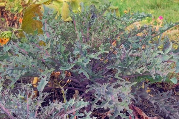 Purple Cabbage Farming Harvesting Cabbage Growing Rustic Garden Growing Vegetables — Fotografia de Stock