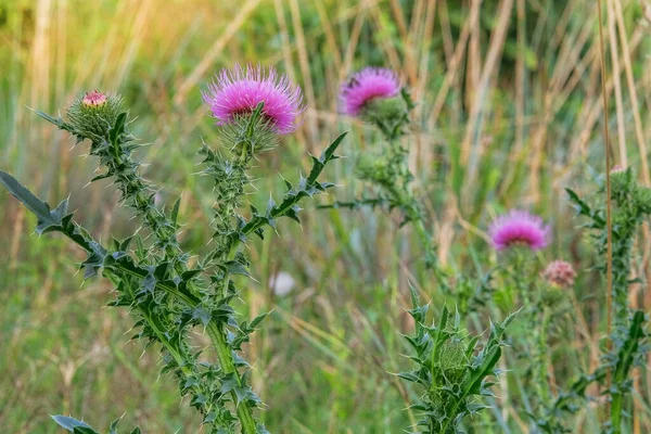 Purple milk thistle. Landscape plant heather. Nature floral background. Medical herb in meadow.