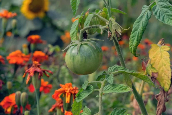 Organic green tomato planting on vine of a tomato tree in garden. Tomato for harvesting by manual labor. Growing vegetables at home in farming.