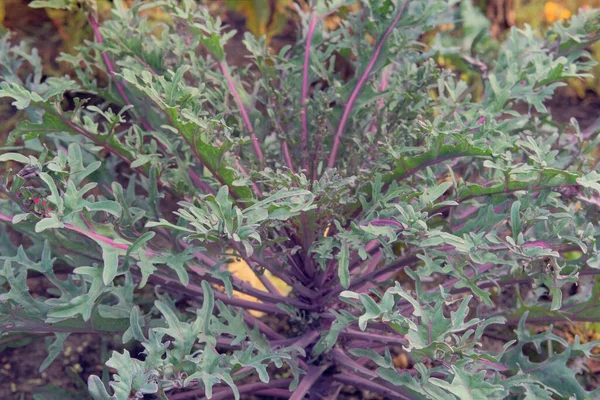 Violet Cabbage Farming Harvesting Cabbage Growing Rustic Garden Growing Vegetables — Fotografia de Stock