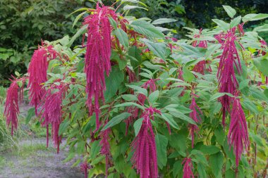 Amaranthus caudatus of crimson color.  Red flowers in organic garden with blurred effect background. Farming and harvesting.