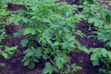 Potato bush is growing in rustic garden. Organic green bush in farming and harvesting. Growing vegetables at home. 