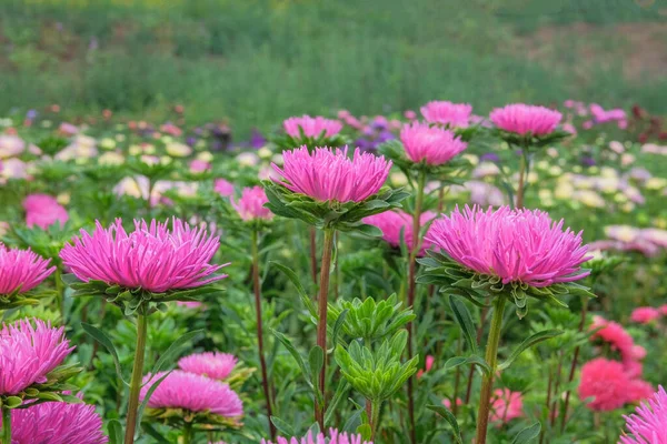 Astrar Trädgårdsskötsel Naturlig Blommande Bakgrund Rosa Blommande Blommor — Stockfoto