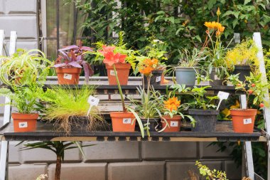 Yerel pazardaki konteynırlarda tohumlar. Dekoratif saksı bitkileri satılıktır. Çiçekli bahçe dükkanı. Dekorasyon için çiçek çeşitliliği.