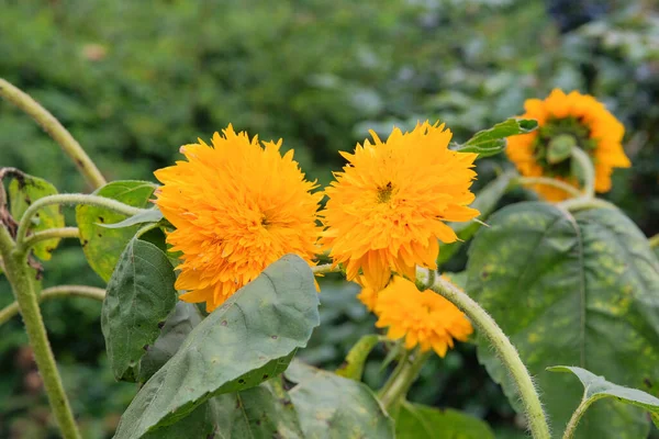 Decorative Flowers Sunflowers Growing Rural Garden Open Ground Flat Bed — Foto de Stock