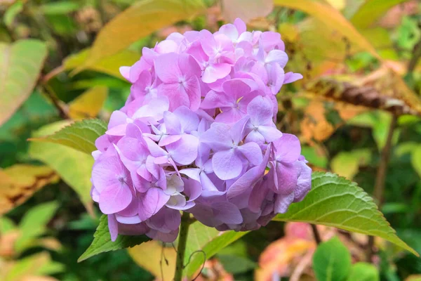 Гортензия Цветет Розовые Цветы Природе Ландшафтный Дизайн Оформление Весенний Летний — стоковое фото