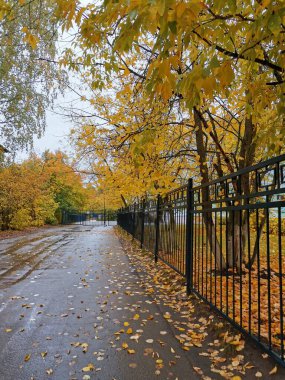 Sonbaharda yapraklarla, çitlerle ve ağaçlarla dolu bir yol.