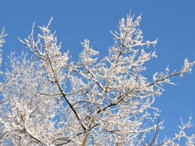 Beyaz, karlı dallar ve mavi gökyüzü