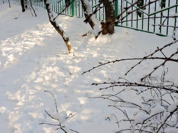 冬の公園の雪の上の日光 — ストック写真