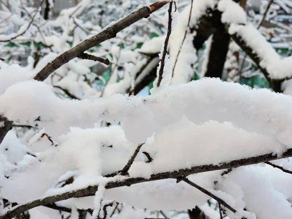 Načechraný Sníh Větvích — Stock fotografie