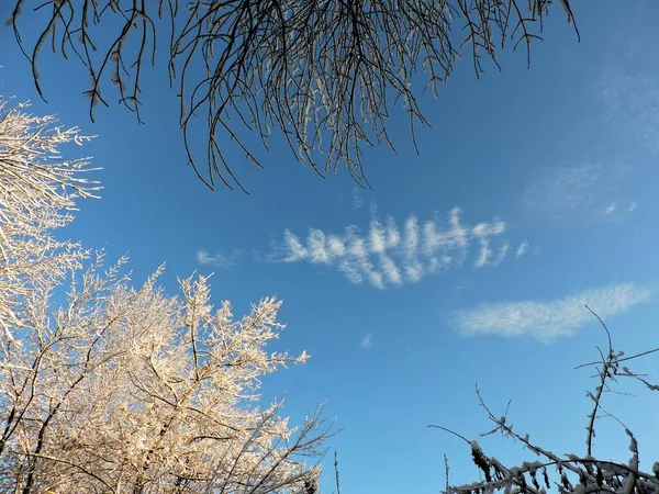 Blauwe Lucht Met Wolken Besneeuwde Bomen — Stockfoto