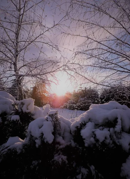 Winter Sunset Snowy Trees — Stock Photo, Image