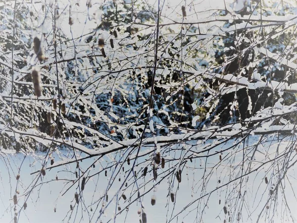 Schönes Muster Aus Schneebedeckten Zweigen — Stockfoto