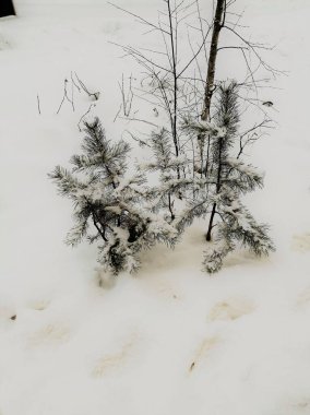 Beyaz kardaki küçük köknar ağaçları