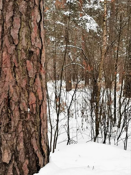 Вид Кору Соснового Дерева Сніг Лісі — стокове фото