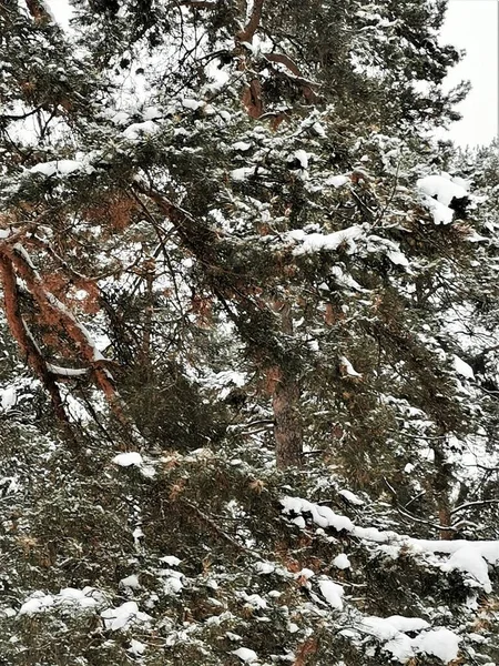 雪の中の松の緑の枝 — ストック写真