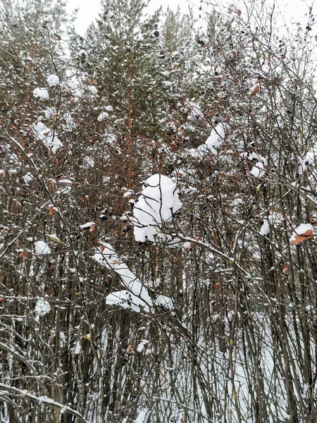 Сніжне Дерево Деревами Лютому — стокове фото