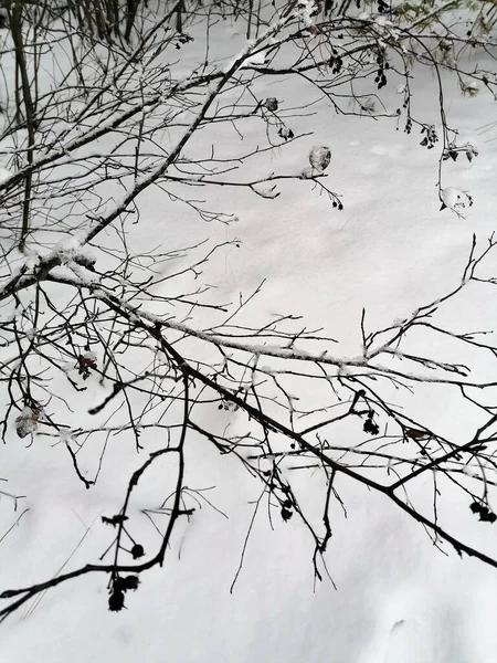 1月の雪の中の枝の眺め — ストック写真