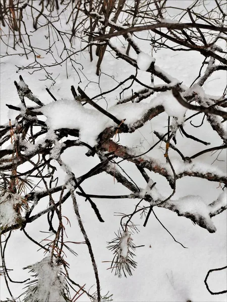 Коричневі Гілки Дерев Снігу — стокове фото