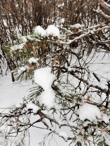 Snöiga Grenar Med Barr Furu — Stockfoto