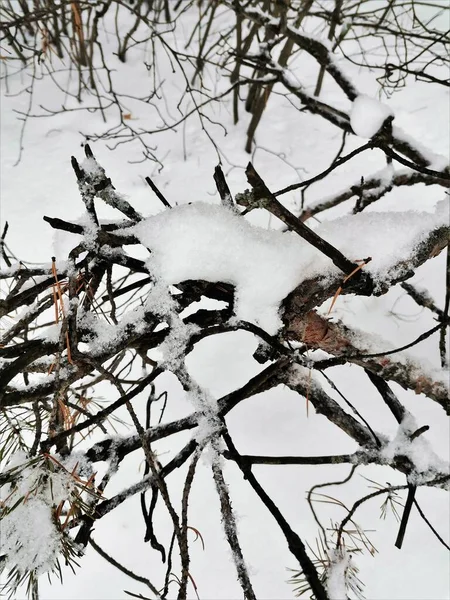 Ramas Cubiertas Nieve Bosque —  Fotos de Stock