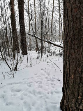 Ağaçlı kış odunu ve karda adımlar