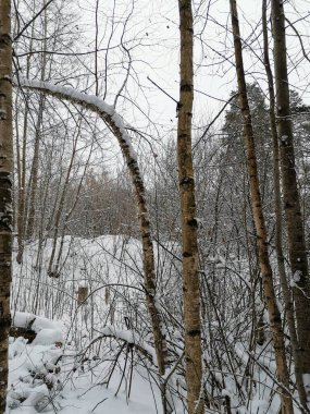 kış orman ağaç gövdeleri