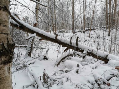 Kış ormanında karlı kırık bir ağaç