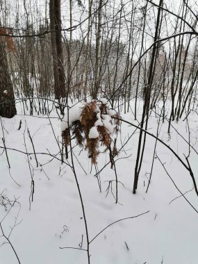 Karlı ormanda kuru yapraklı dallar