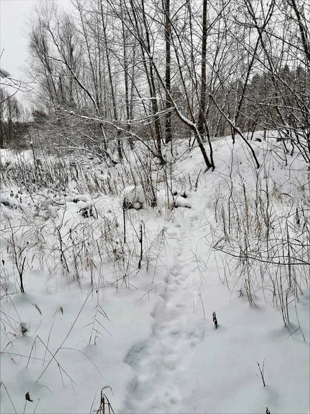 Sněžná Rokle Zimním Lese — Stock fotografie