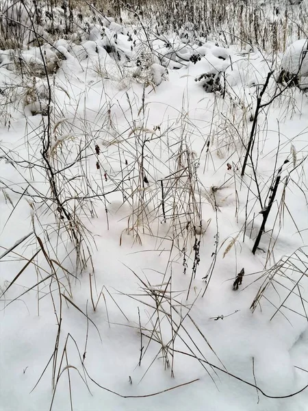 Křoví Bílém Sněhu Zimním Lese — Stock fotografie