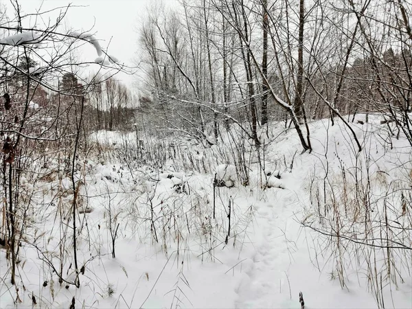 Snöig Träsk Träd Snöig Skog — Stockfoto